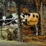 DSC_0108 (2)
